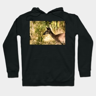 Just Passing Through - Whitetail Deer Hoodie